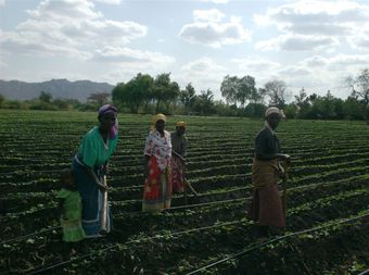 Eldoret locals working in the bean fields.